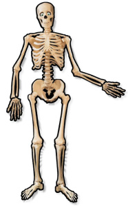 Баннер Скелет подвижный 1,4м/А