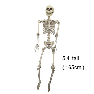 Скелет Человеческий 165см пластик