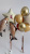 Peachy_20260315115129632